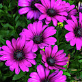 African Daisies