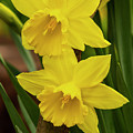 Daffodil Duo