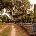 Lowcountry Spanish Moss