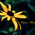 Rejoice Always