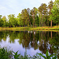 Swan Lake Reflections